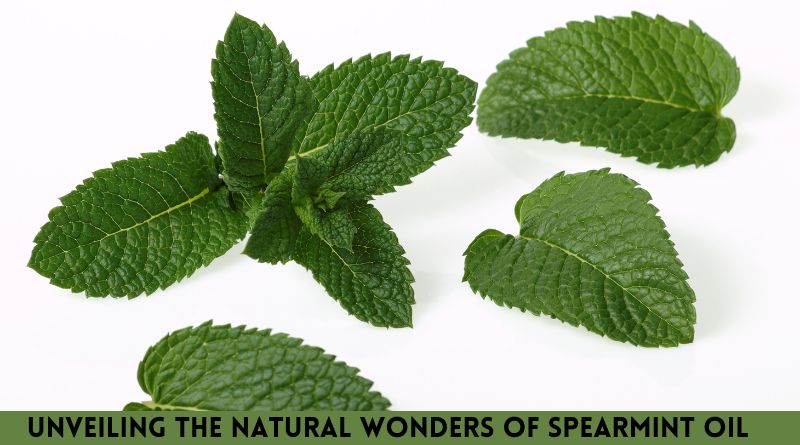 Unveiling the Natural Wonders of Spearmint Oil: Uses and More
